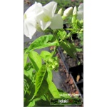 Phlox paniculata White Sparr - Płomyk wiechowaty White Sparr - Floks wiechowaty White Sparr - białe, wys. 90, kw 6/8 FOTO