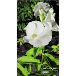 Phlox paniculata White Sparr - Płomyk wiechowaty White Sparr - Floks wiechowaty White Sparr - białe, wys. 90, kw 6/8 FOTO