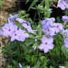 Phlox stolonifera Blue Ridge - Płomyk rozłogowy Blue Ridge - Floks rozłogowy Blue Ridge - jasnofioletowy FOTO