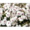 Phlox subulata Amazing Grace - Płomyk szydlasty Amazing Grace - Floks szydlasty Amazing Grace - białe, wys 10, kw 4/5 FOTO