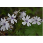 Phlox subulata Bavaria - Płomyk szydlasty Bavaria - Floks szydlasty Bavaria - biały fioletowy środek, wys 10, kw 4/5 FOTO