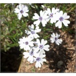 Phlox subulata Bavaria - Płomyk szydlasty Bavaria - Floks szydlasty Bavaria - biały fioletowy środek, wys 10, kw 4/5 FOTO