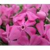 Phlox subulata Drummond Pink - Płomyk szydlasty Drummond Pink - Floks szydlasty Drummond Pink - różowe, wys. 10, kw. 4/5 FOTO