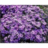 Phlox subulata Purple Beauty - Płomyk szydlasty Purple Beauty - Floks szydlasty Purple Beauty - purpurowo-niebieski, wys 15, kw 4/5 C0,5 xxxy
