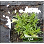 Phlox subulata White Delight - Płomyk szydlasty White Delight - Floks szydlasty White Delight - biały, wys 15, kw 4/5 C0,5