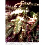 Phyllitis scolopendrium - Języcznik zwyczajny - Paproć - wys. 60 FOTO