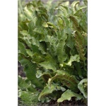 Phyllitis scolopendrium - Języcznik zwyczajny - Paproć - wys. 60 FOTO