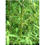 Phyllostachys aurea - Fyostahys złocisty - Bambus - złocisto-zielone, wys. 500 FOTO 