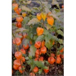 Physalis alkekengi var. franchetii - Miechunka rozdęta  - pomarańczowy, wys. 100, kw. 5/6 FOTO