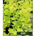 Physocarpus opulifolius Luteus - Pęcherznica kalinolistna Luteus C3 40-60cm 