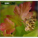 Physocarpus opulifolius - Pęcherznica kalinolistna FOTO