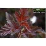 Physocarpus opulifolius Red Baron - Pęcherznica kalinolistna Red Baron C2 20-40cm