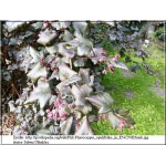 Physocarpus opulifolius Diabolo - Pęcherznica kalinolistna Diabolo C5 40-80cm