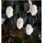 Physocarpus opulifolius Diabolo - Pęcherznica kalinolistna Diabolo FOTO
