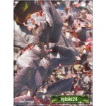 Physocarpus opulifolius Diabolo - Pęcherznica kalinolistna Diabolo C7,5 60-100cm