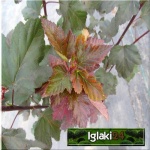 Physocarpus opulifolius Diabolo - Pęcherznica kalinolistna Diabolo PA FOTO
