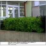 Physocarpus opulifolius Luteus - Pęcherznica kalinolistna Luteus C2 20-40cm