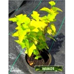 Physocarpus opulifolius Luteus - Pęcherznica kalinolistna Luteus FOTO
