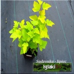Physocarpus opulifolius Luteus - Pęcherznica kalinolistna Luteus FOTO