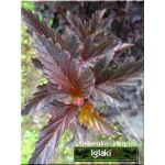 Physocarpus opulifolius Red Baron - Pęcherznica kalinolistna Red Baron FOTO