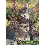 Physocarpus opulifolius Red Baron - Pęcherznica kalinolistna Red Baron C3 40-80cm 