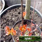 Physocarpus opulifolius - Pęcherznica kalinolistna FOTO