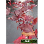 Physocarpus opulifolius Diable D\'or - Pęcherznica kalinolistna Diable D\'or - Physocarpus opulifolius Mindia - Pęcherznica kalinolistna Mindia C5 40-80cm 