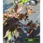 Physocarpus opulifolius Summer Wine - Pęcherznica kalinolistna Summer Wine - Physocarpus opulifolius Seward - Pęcherznica kalinoli stna Seward C2 20-30cm