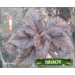 Physocarpus opulifolius Red Esquire - Pęcherznica kalinolistna Red Esquire C2 20-60cm