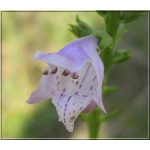 Physostegia virginiana Rosea - Odętka wirginijska Rosea - różowa, wys 80, kw 7/9 C0,5
