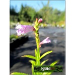 Physostegia virginiana Rosea - Odętka wirginijska Rosea - różowa, wys 80, kw 7/9 FOTO 