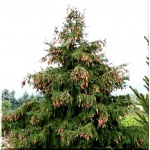 Picea abies Acrocona - Świerk pospolity Acrocona FOTO