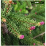 Picea abies Acrocona - Świerk pospolity Acrocona FOTO