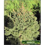 Picea abies Barryi - Świerk pospolity Barryi SOLITER bryła _140-160cm