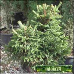 Picea abies Barryi - Świerk pospolity Barryi SOLITER bryła _140-160cm