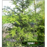Picea abies Cranstonii - Świerk pospolity Cranstonii szczep. FOTO