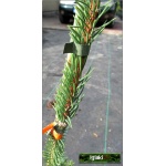 Picea abies Cranstonii - Świerk pospolity Cranstonii szczep. FOTO