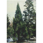Picea abies Cupressina - Świerk pospolity Cupressina FOTO