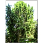 Picea abies Cupressina - Świerk pospolity Cupressina FOTO