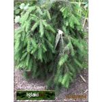 Picea abies Formanek - Świerk pospolity Formanek FOTO