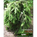 Picea abies Formanek - Świerk pospolity Formanek FOTO