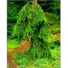 Picea abies Frohburg - Świerk pospolity Frohburg szczep. FOTO