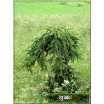 Picea abies Inversa - Świerk pospolity Inversa bryła _160-180cm 
