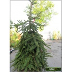 Picea abies Inversa - Świerk pospolity Inversa bryła _140-160cm
