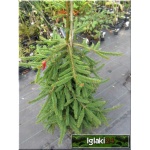Picea abies Inversa - Świerk pospolity Inversa bryła _160-180cm 