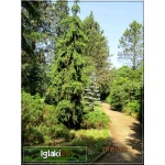 Picea abies Inversa - Świerk pospolity Inversa szczep. C_10 40-60cm