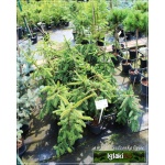 Picea abies Inversa - Świerk pospolity Inversa szczep. C5 40-60cm