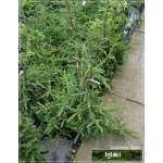 Picea abies Inversa - Świerk pospolity Inversa szczep. C_10 40-60cm