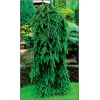 Picea abies Inversa - Świerk pospolity Inversa szczep. C_10 _100-125cm xxxy