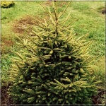 Picea abies Końca - Świerk pospolity Końca FOTO